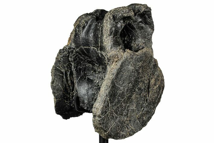 Fossil Theropod Dinosaur (Allosaurus) Dorsal Vertebra - Wyoming #356888